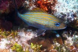 Image result for Haemulon carbonarium