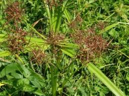 Attēlu rezultāti vaicājumam “Cyperaceae”