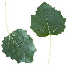 Attēlu rezultāti vaicājumam “Populus alba”