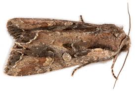 Attēlu rezultāti vaicājumam “Lacanobia contigua larva”