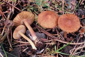 Attēlu rezultāti vaicājumam “Inocybe lanuginosa”