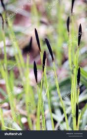 Attēlu rezultāti vaicājumam “Carex pilosa flower”