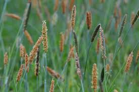 Attēlu rezultāti vaicājumam “Alopecurus aequalis flower”