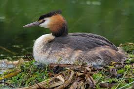 Attēlu rezultāti vaicājumam “Podiceps cristatus nest”