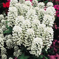 Image result for Iberis amara