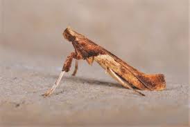 Attēlu rezultāti vaicājumam “Caloptilia hemidactylella”