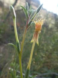 Attēlu rezultāti vaicājumam “Oenothera biennis bud”
