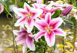 Attēlu rezultāti vaicājumam “Lilium lancifolium flower”