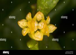 Attēlu rezultāti vaicājumam “Viscum album female flower”