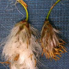 Attēlu rezultāti vaicājumam “Eriophorum angustifolium fruit”