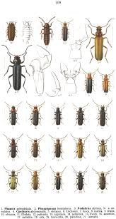 Attēlu rezultāti vaicājumam “Phosphaenus hemipterus”