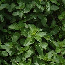Attēlu rezultāti vaicājumam “Mentha spicata”