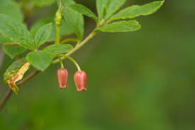 Attēlu rezultāti vaicājumam “Menziesia ferruginea flower”