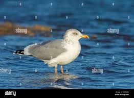 Attēlu rezultāti vaicājumam “Larus argentatus adult”