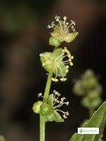Attēlu rezultāti vaicājumam “Mercurialis perennis fruit”