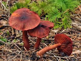 Attēlu rezultāti vaicājumam “Cortinarius sanguineus”