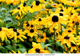 Attēlu rezultāti vaicājumam “Rudbeckia hirta var. pulcherrima”