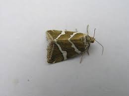 Attēlu rezultāti vaicājumam “Deltote bankiana”