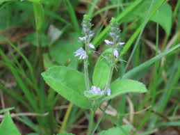 Attēlu rezultāti vaicājumam “Veronica scutellata fruit”