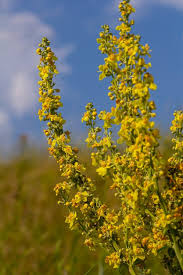 Attēlu rezultāti vaicājumam “Verbascum densiflorum flower”
