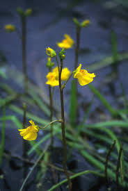 Attēlu rezultāti vaicājumam “Utricularia vulgaris flower”