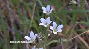 Attēlu rezultāti vaicājumam “Saxifraga granulata”