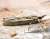 Attēlu rezultāti vaicājumam “Agriphila selasella”