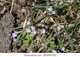 Attēlu rezultāti vaicājumam “Veronica filiformis bud”