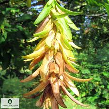 Attēlu rezultāti vaicājumam “Carpinus betulus female flower”