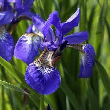 Attēlu rezultāti vaicājumam “Iris sibirica”