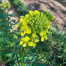 Attēlu rezultāti vaicājumam “Sinapis alba leaf”