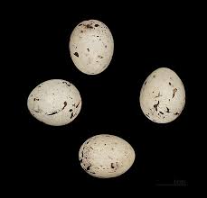 Attēlu rezultāti vaicājumam “Emberiza schoeniclus eggs”
