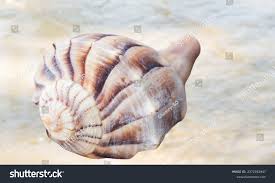 Image result for Sinistrofulgur perversum