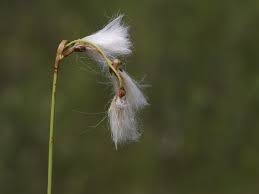 Attēlu rezultāti vaicājumam “Eriophorum gracile fruit”
