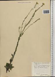 Attēlu rezultāti vaicājumam “Erysimum hieracifolium”