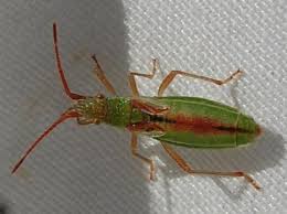 Attēlu rezultāti vaicājumam “Myrmus miriformis”