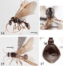 Attēlu rezultāti vaicājumam “Anthrenus sp. imago”