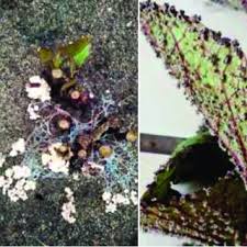 Attēlu rezultāti vaicājumam “Stemonaria irregularis young”