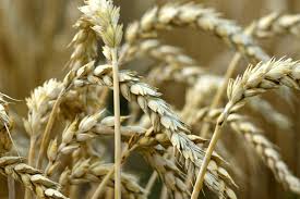 Image result for Weizen