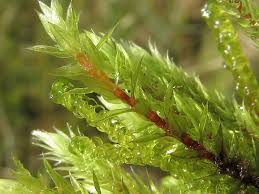 Attēlu rezultāti vaicājumam “Philonotis calcarea”