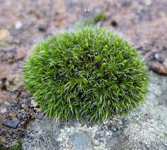 Attēlu rezultāti vaicājumam “Grimmia pulvinata”