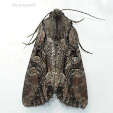 Attēlu rezultāti vaicājumam “Lacanobia contigua imago”