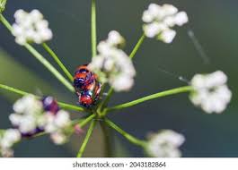 Attēlu rezultāti vaicājumam “Phyllobrotica quadrimaculata”