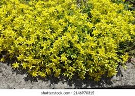 Attēlu rezultāti vaicājumam “Sedum acre bud”