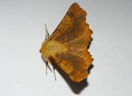 Attēlu rezultāti vaicājumam “Ennomos autumnaria male”