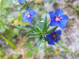 Attēlu rezultāti vaicājumam “Primulaceae”