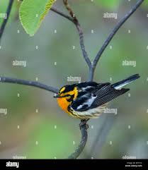 Image result for Dendroica fusca