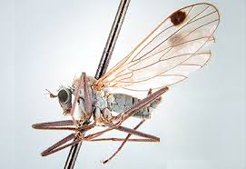 Attēlu rezultāti vaicājumam “Empididae”