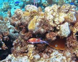 Image result for Holocentrus adscensionis