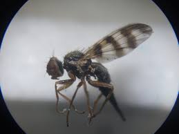 Attēlu rezultāti vaicājumam “Urophora jaceana”